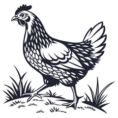 silhouette hen on white background