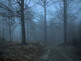 An ethereal view of a forest shrouded in mist. Bare trees line a dirt path leading into the depths of the foggy woods.