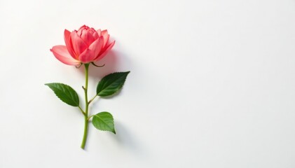 Obraz premium Unique shape of an isolated flower in stark contrast to the plain white surface, simplicity, plant, white