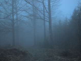 An ethereal view of a forest shrouded in mist. Bare trees line a dirt path leading into the depths of the foggy woods.