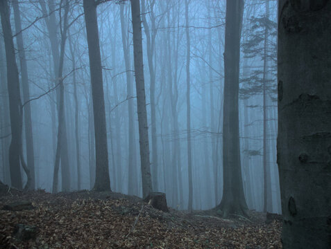An ethereal view of a forest shrouded in mist. Bare trees line a dirt path leading into the depths of the foggy woods. - Powered by Adobe