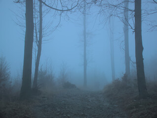 An ethereal view of a forest shrouded in mist. Bare trees line a dirt path leading into the depths of the foggy woods.