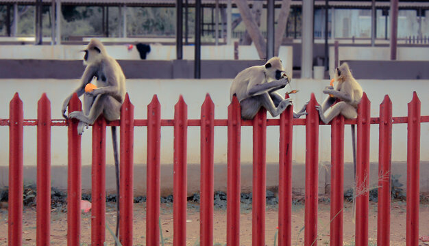 monky eating the mangoes