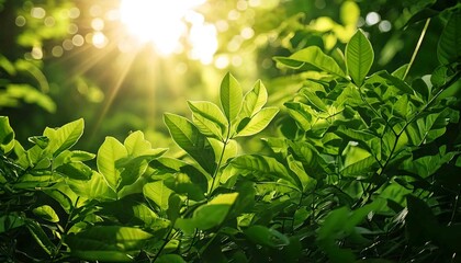 Sunlight filters through the trees and leaves in a vibrant forest scene