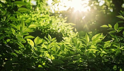 Sunlight filters through the trees and leaves in a vibrant forest scene