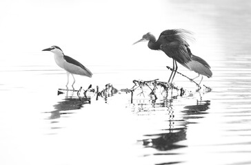 A highkey image of Western reef heron and night heron at Tubli bay, Bahrain
