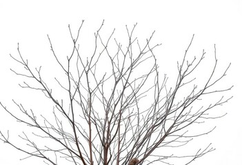 Bare, winter branches stark against a pure white backdrop, background, texture