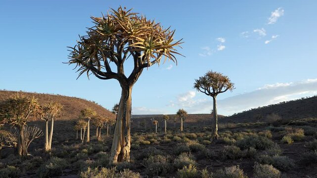 Quiver tree or kokerboom (Aloidendron dichotomum, prev. Aloe dichotoma). Gannabos, near Nieuwoudtville. Northern Cape. South Africa. Filmed in 4k, 30fps.