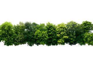 Lush Green Treetop Canopy Illustration