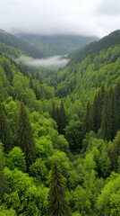 Fototapeta premium Misty Mountain Forest Landscape Photo