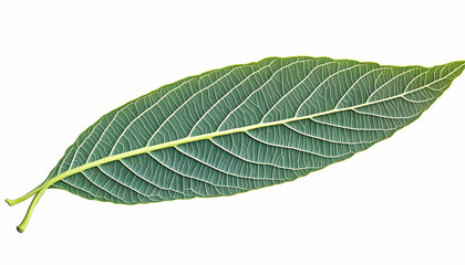 Obraz premium Green Leaf Isolated on White
