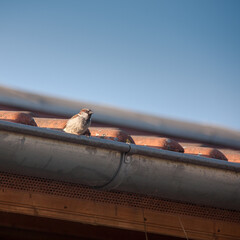 Spatz auf dem Dach