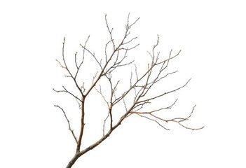 Fototapeta premium Isolated bare branches against pure white backdrop, showing intricate textures and shapes, bare, black and white