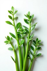 Obraz premium Loose arrangement of succulent stems and leaves isolated on white background, greens, flores, foliage