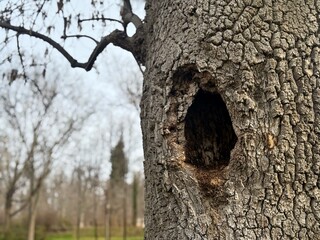 In the forest hollow trunk of a tree in the forest with green plant background. Tree trunk with...