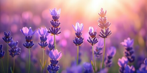 Obraz premium Beautiful lavender field blooming during sunset in the countryside with vibrant colors and golden light