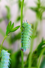 A vibrant green caterpillar with black and yellow markings sits on a slender green plant stem, surrounded by delicate small leaves, highlighting the beauty of nature s intricate details.