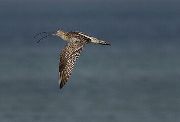 Closeup of a Eurasian curlew flying at Busiateen coast, Bahrain