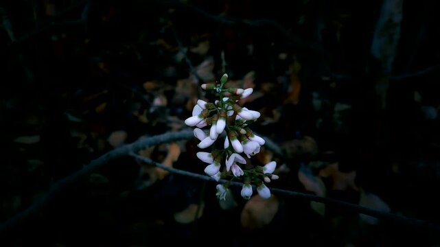 Derris trifoliata white flowers with dark background.