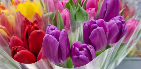 purple tulips in transparent film. Bouquet of tulips