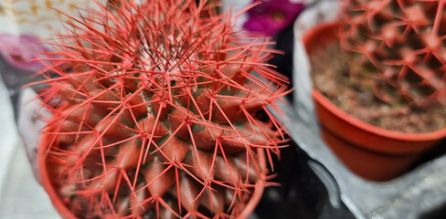 Small cactus with red needles in a pot. Houseplant cactus.