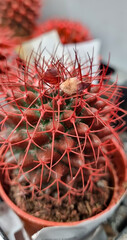 Small cactus with red needles in a pot. Houseplant cactus.