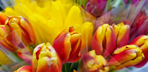 red and yellow tulips in transparent film
