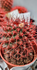 Small cactus with red needles in a pot. Houseplant cactus.