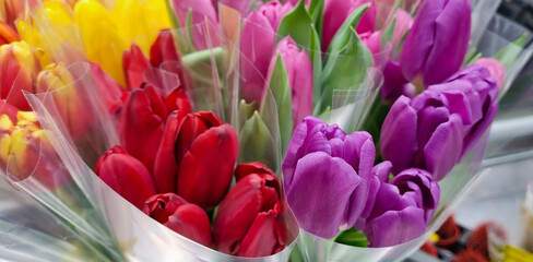 purple and red tulips in transparent film. Bouquet of tulips