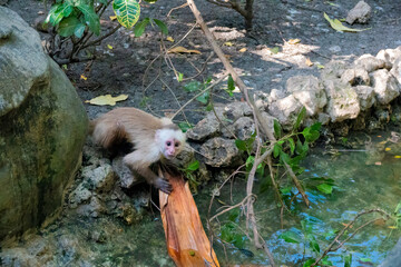 A capuchin monkey on a wildlife sanctuary in Cartagena, Colombia
