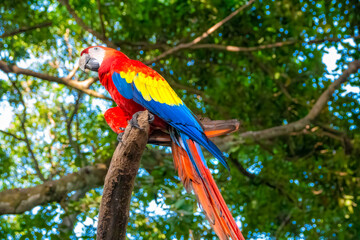 Scarlet macaw (Ara macao) also know as red-and-yellow macaw, red-and-blue macaw or red-breasted macaw, in a rainforest sanctuary in Cartagena, Colombia