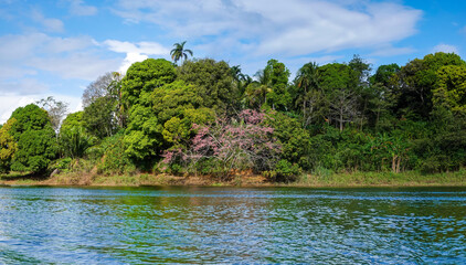 Lush tropical landscapes on the shores of the Chagres river near the Emberá Parará Puru village, Chagres National Park, Panama