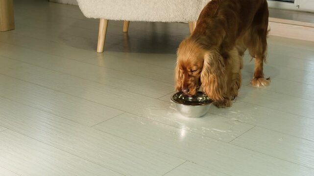 English cocker spaniel drinks water from a bowl, water spills on the floor