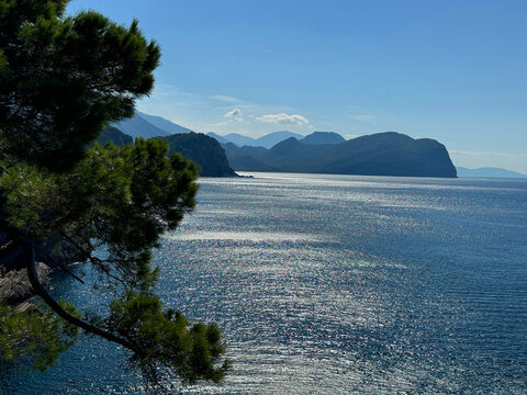 Blue sea and maritime pine tree.