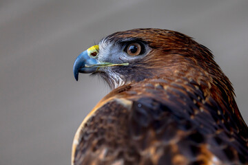 Ruby, a red-tailed hawk ambassador 