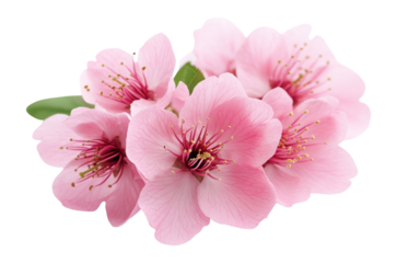 PNG Beautiful pink cherry blossom blossoms flowers petals.
