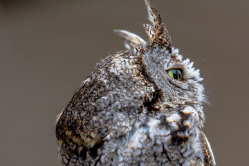 Bear, an eastern screech owl with