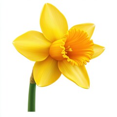 Fototapeta premium Realistic 3D Icon Cartoon of a Bright Yellow Daffodil in Full Bloom isolated on clear white background