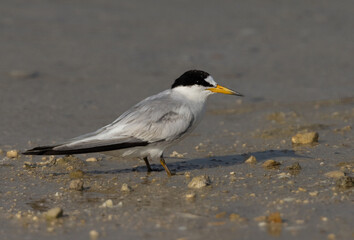 Poartrait of a Saunders tern at Busaiteen coast, Bahrain