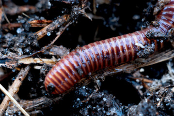 worm body segments in spring forest soil