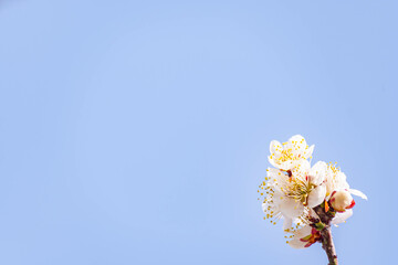 青空と梅の花