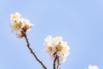 青空と梅の花