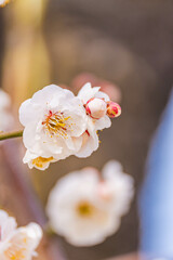 早春の梅の花