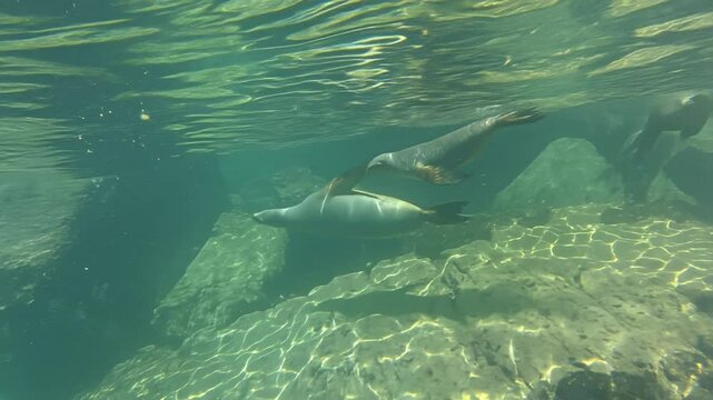 sea lion puppy swimming underwater with its mother by Isla Coronado near Loreto in Baja California, Mexico, America. Zalophus californianus species.