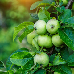 Green apples on a tree.Ripe Apples in the Apple Orchard before Harvesting. Apple orchard. Basket of Apples.Morning shot