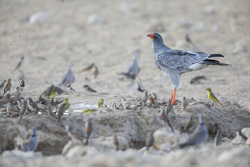 Pale chanting goshawk hunting small birds at a waterhole in the Kalahari Desert