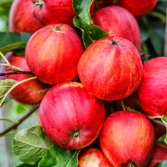 Red apples on a tree.Ripe Apples in the Apple Orchard before Harvesting. Apple orchard. Basket of Apples.Morning shot