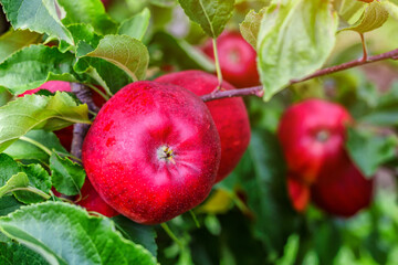 Red apples on a tree.Ripe Apples in the Apple Orchard before Harvesting. Apple orchard. Basket of Apples.Morning shot