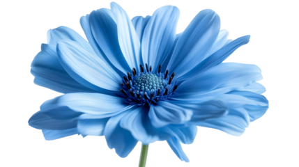 Blue flower