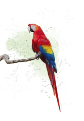 A vibrant watercolor painting of a parrot,macaw